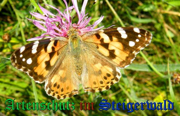 Bild zum Eintrag (1109304-160)