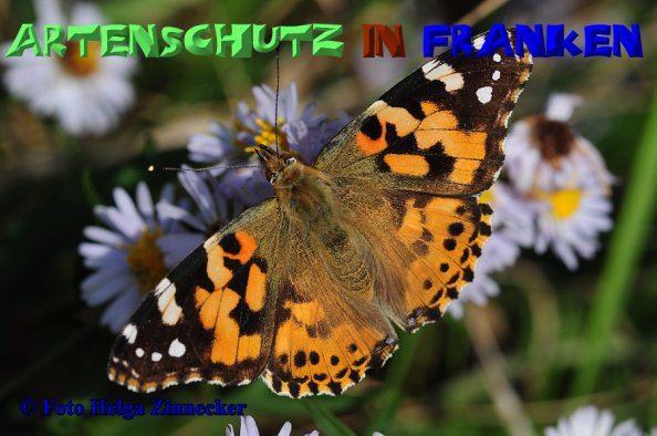 Copyright AiS Helga Zinnecker Bild zum Eintrag (1109308-160)