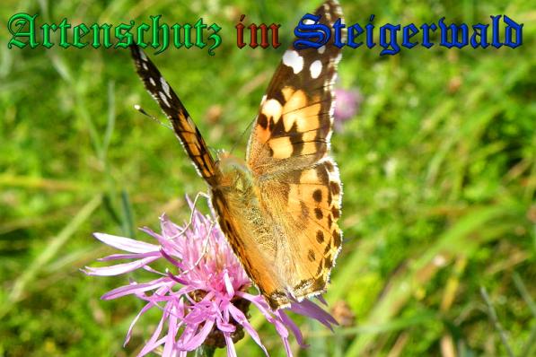 Bild zum Eintrag (1109311-160)