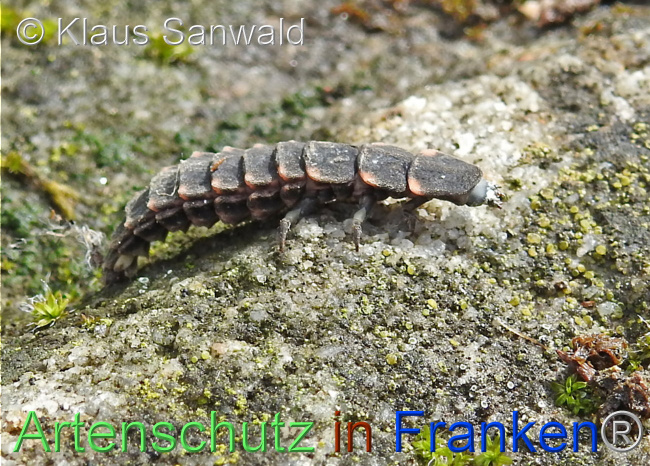 © Artenschutz in Franken® / Klaus Sanwald Bild zum Eintrag (1109500-160)