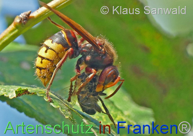 © Artenschutz in Franken® / Klaus Sanwald Bild zum Eintrag (1109529-160)