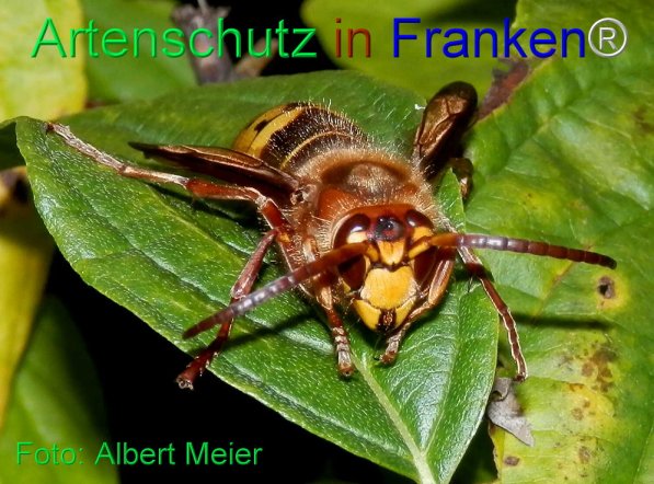 Copyright AiS Albert Meier Bild zum Eintrag (1109531-160)