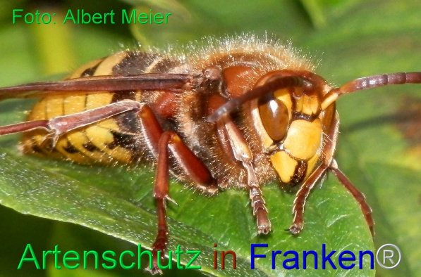 Copyright AiS Albert Meier Bild zum Eintrag (1109532-160)