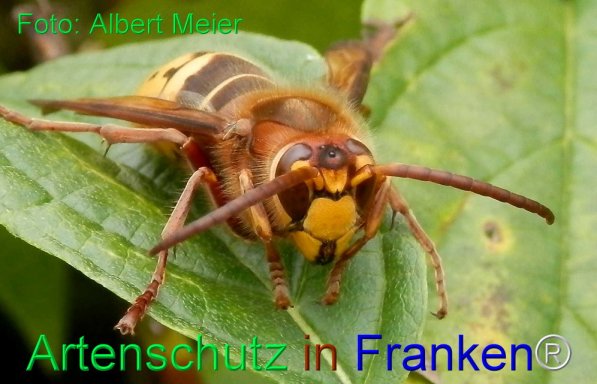 Copyright AiS Albert Meier Bild zum Eintrag (1109533-160)