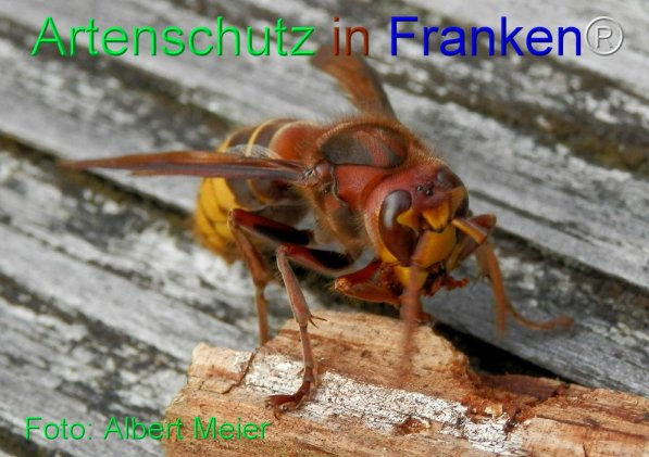 Copyright AiS Albert Meier Bild zum Eintrag (1109534-160)