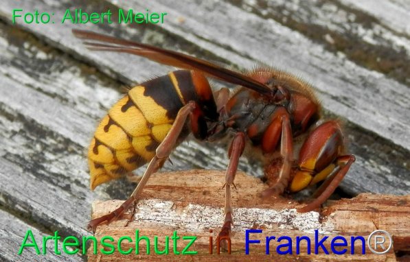 Copyright AiS Albert Meier Bild zum Eintrag (1109535-160)