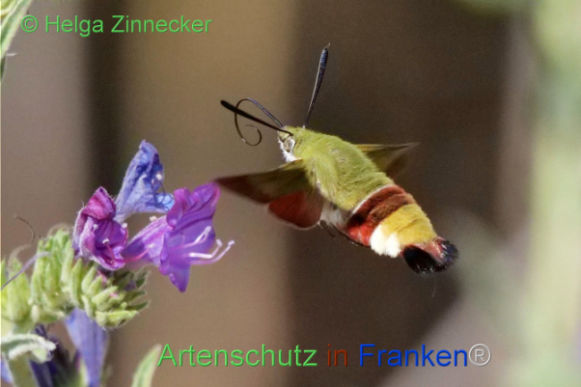Bild zum Eintrag (1109701-160)