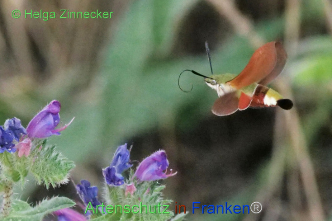 Bild zum Eintrag (1109702-160)