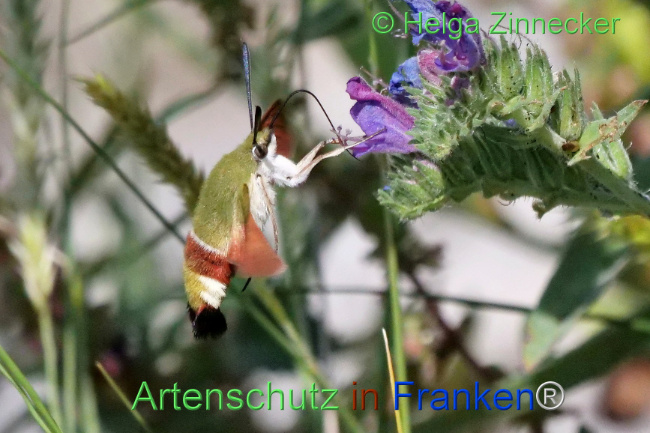 © Artenschutz in Franken® / Helga Zinnecker Bild zum Eintrag (1109707-160)