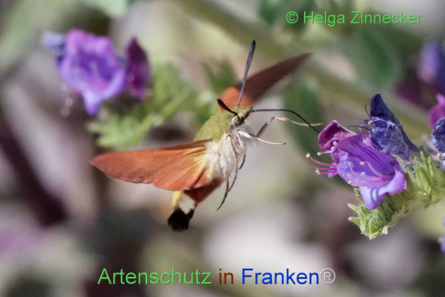 © Artenschutz in Franken® / Helga Zinnecker Bild zum Eintrag (1109708-160)
