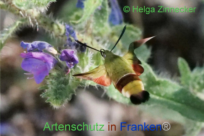 © Artenschutz in Franken® / Helga Zinnecker Bild zum Eintrag (1109709-160)