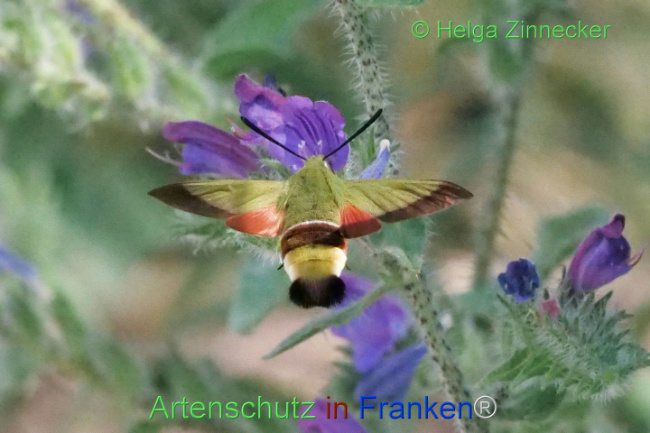 © Artenschutz in Franken® / Helga Zinnecker Bild zum Eintrag (1109711-160)