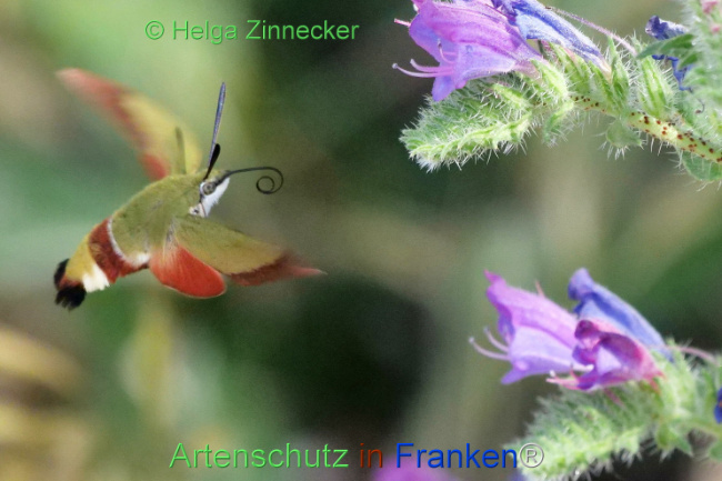 © Artenschutz in Franken® / Helga Zinnecker Bild zum Eintrag (1109716-160)