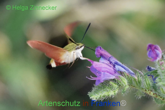 © Artenschutz in Franken® / Helga Zinnecker Bild zum Eintrag (1109717-160)