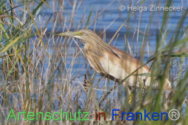© Artenschutz in Franken® / Helga Zinnecker Bild zum Eintrag (1109788-160)