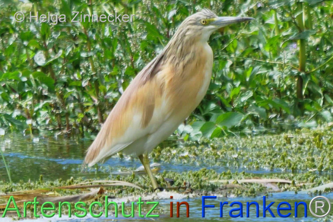 © Artenschutz in Franken® / Helga Zinnecker Bild zum Eintrag (1109790-160)