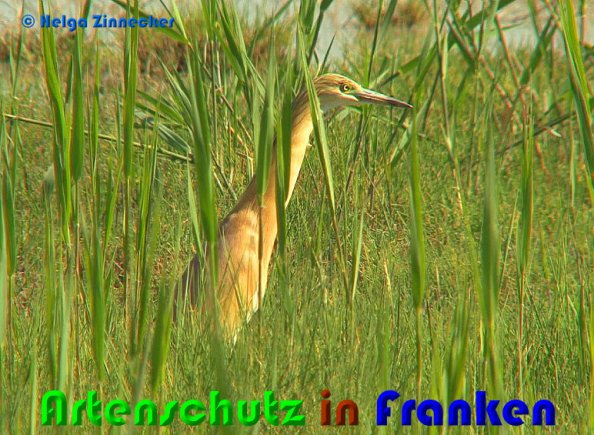 Copyright AiS Helga Zinnecker Bild zum Eintrag (1109792-160)