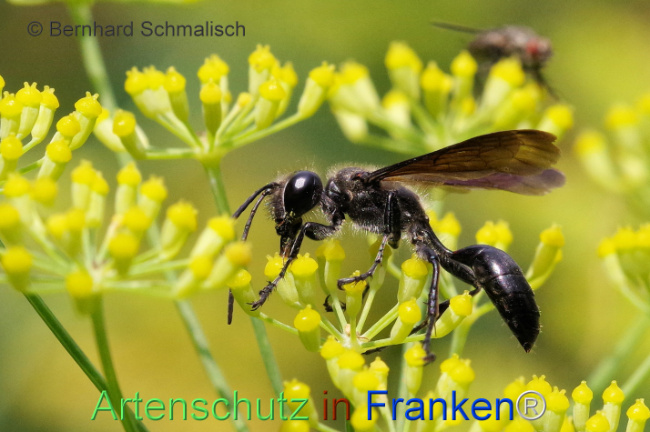 © Artenschutz in Franken® / Bernhard Schmalisch Bild zum Eintrag (1109812-160)