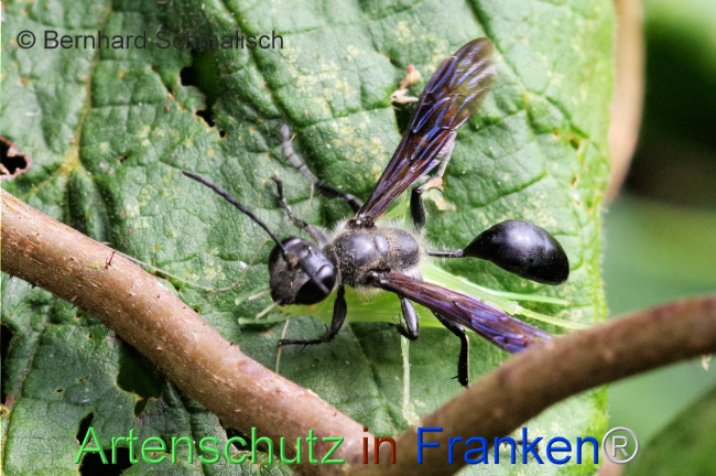 © Artenschutz in Franken® / Bernhard Schmalisch Bild zum Eintrag (1109814-160)