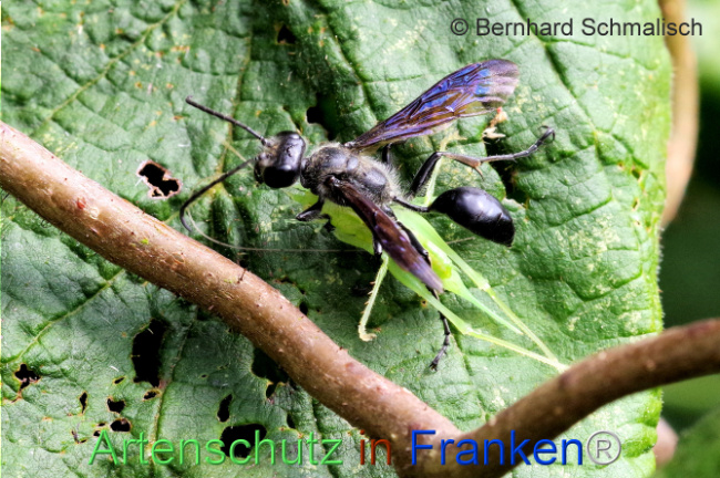 © Artenschutz in Franken® / Bernhard Schmalisch Bild zum Eintrag (1109815-160)