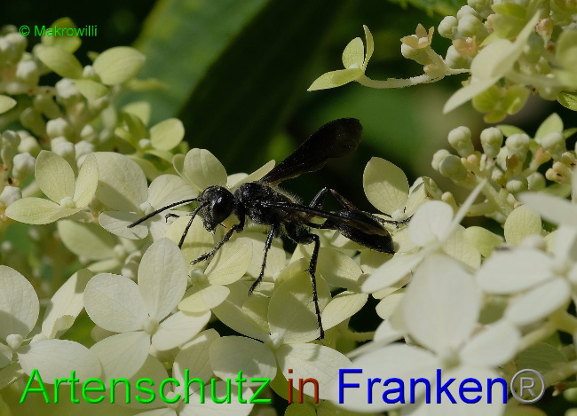 © Artenschutz in Franken® / Makrowilli Bild zum Eintrag (1109816-160)