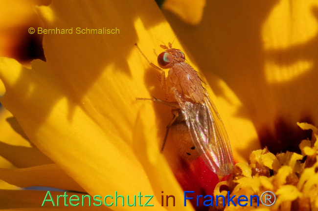 © Artenschutz in Franken® / Bernhard Schmalisch Bild zum Eintrag (1109820-160)