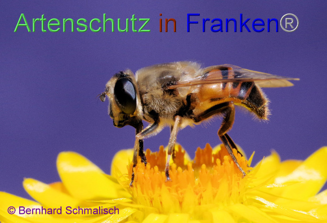 © Artenschutz in Franken® / Bernhard Schmalisch Bild zum Eintrag (1109902-160)