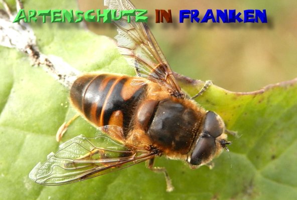 Copyright AiS- Albert Meier Bild zum Eintrag (1109906-160)