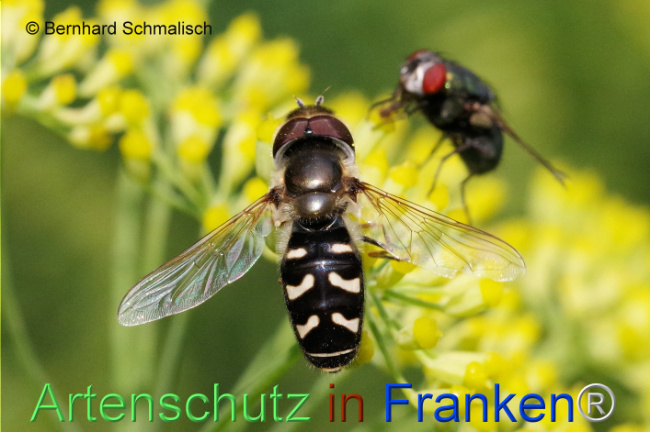 © Artenschutz in Franken® / Bernhard Schmalisch Bild zum Eintrag (1109956-160)