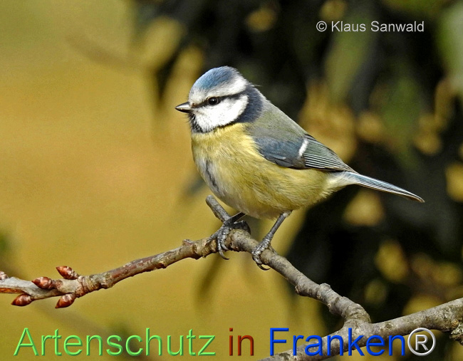 Bild zum Eintrag (1109985-160)
