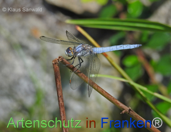 Bild zum Eintrag (1109991-160)