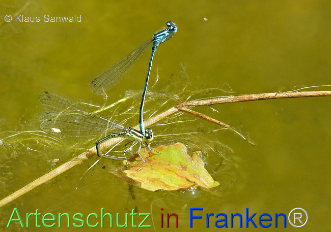 © Artenschutz in Franken® / Klaus Sanwald Bild zum Eintrag (1110000-160)