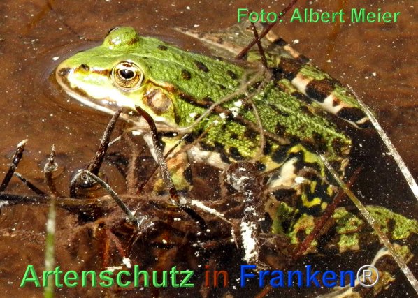 Copyright AiF - Albert Meier Bild zum Eintrag (1110018-160)