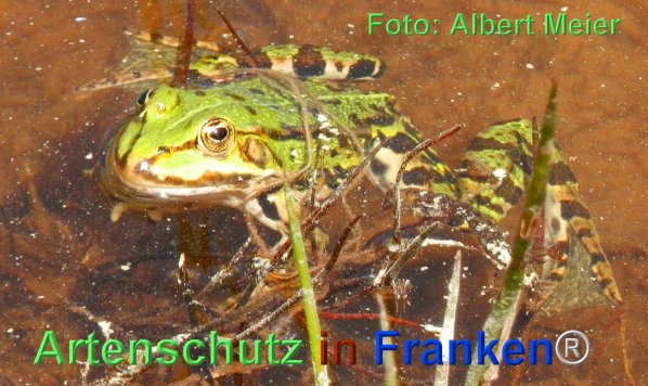 Copyright AiF - Albert Meier Bild zum Eintrag (1110019-160)