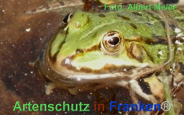 Copyright AiF - Albert Meier Bild zum Eintrag (1110020-160)