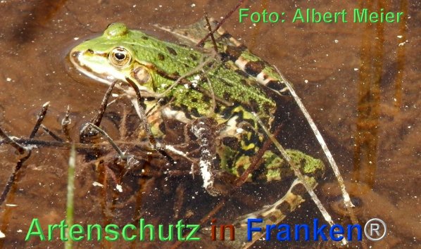 Copyright AiF - Albert Meier Bild zum Eintrag (1110021-160)
