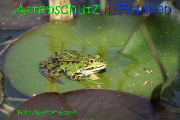 Copyright AiS Werner Ebner Bild zum Eintrag (1110027-160)