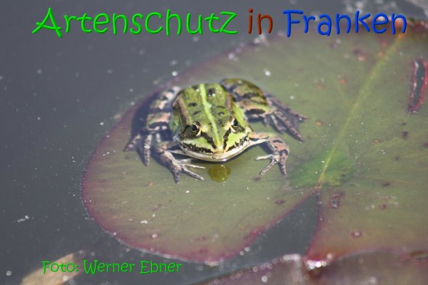 Copyright AiS Werner Ebner Bild zum Eintrag (1110029-160)