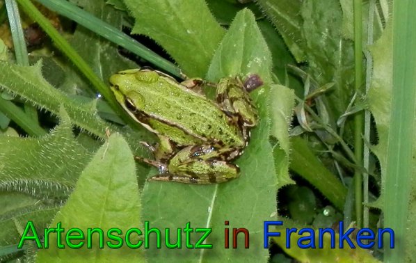 Bild zum Eintrag (1110030-160)
