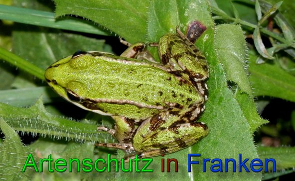 Bild zum Eintrag (1110031-160)