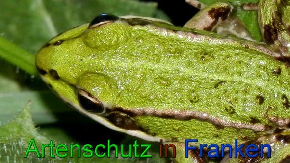 Bild zum Eintrag (1110032-160)