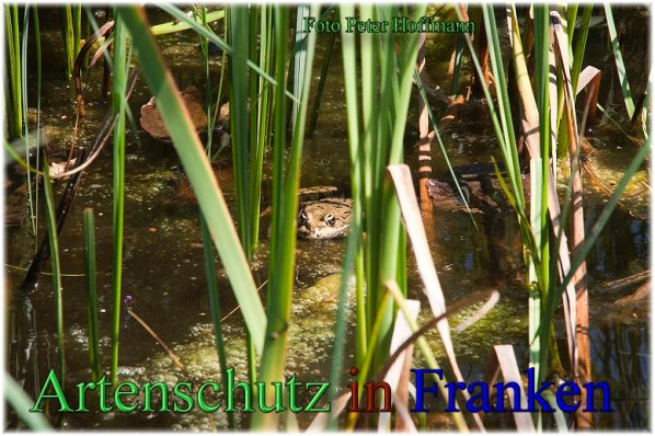 Bild zum Eintrag (1110034-160)