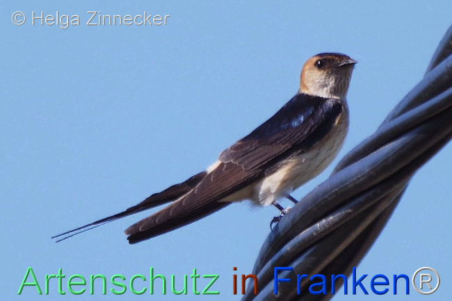 Bild zum Eintrag (1110131-160)