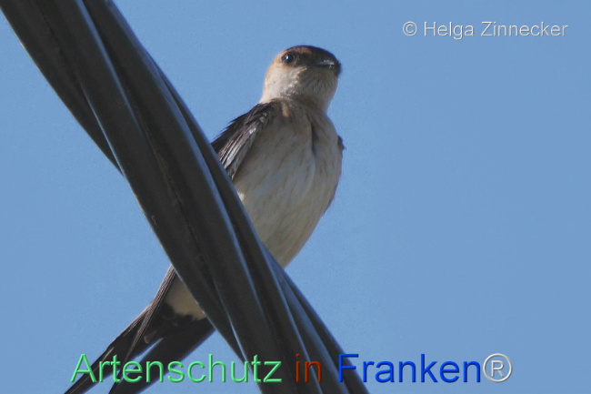 © Artenschutz in Franken® / Helga Zinnecker Bild zum Eintrag (1110134-160)
