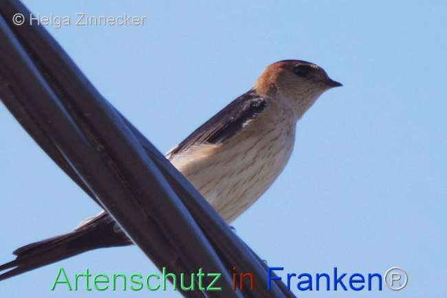 © Artenschutz in Franken® / Helga Zinnecker Bild zum Eintrag (1110135-160)