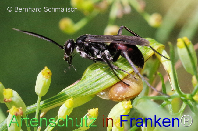 © Artenschutz in Franken® / Bernhard Schmalisch Bild zum Eintrag (1110169-160)