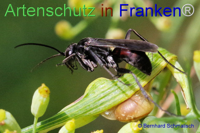 © Artenschutz in Franken® / Bernhard Schmalisch Bild zum Eintrag (1110170-160)