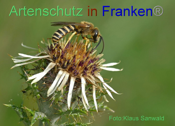 Copyright AiF - Klaus Sanwald Bild zum Eintrag (1110171-160)
