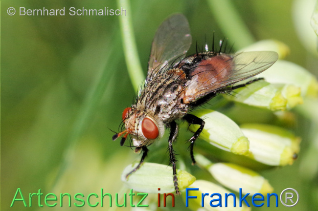 © Artenschutz in Franken® / Bernhard Schmalisch Bild zum Eintrag (1110296-160)