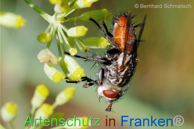 © Artenschutz in Franken® / Bernhard Schmalisch Bild zum Eintrag (1110297-160)